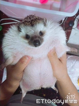 刺猬1.2kg胖成球　兽医惊讶没见过