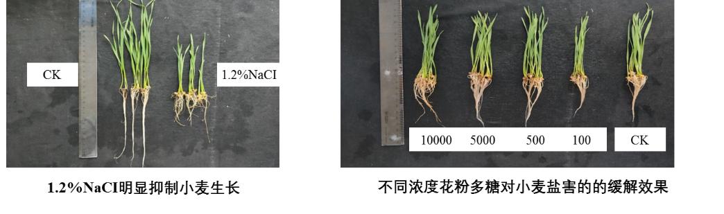 新一代生物刺激剂,植物源生物刺激剂
