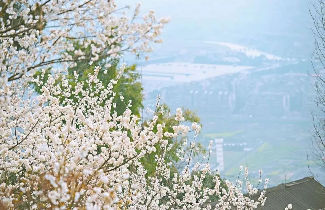 都江堰百花村的民宿,都江堰百花村农房出租