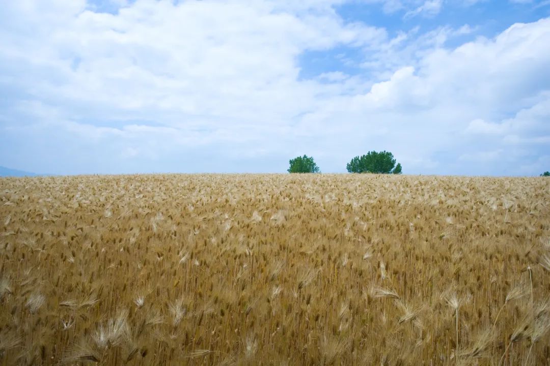 五谷是什么分别指哪些,五谷是什么五谷具体是哪5种