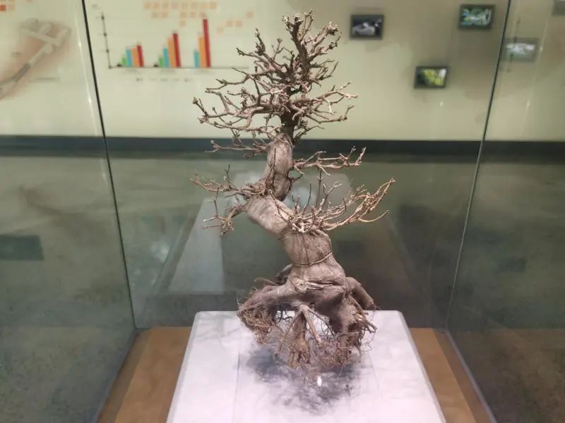 还有人从国外寄来20多只果蝠标本？海淘代购注意了，邮寄蜥蜴、盆景入境，可能会入刑