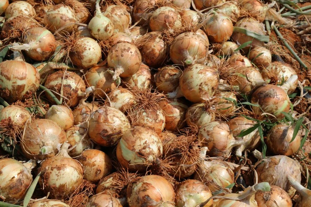 仅售9.9元/5斤！云南10万吨出口级洋葱困在地里，价格贱到农民流泪…央视已报道，恳请相助