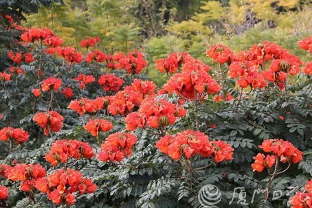 暑假厦门鼓浪屿船票在哪里预约,鼓浪屿旅游攻略网上订票