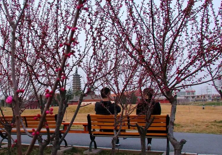 石家庄的春天真的太美啦,石家庄春天看花