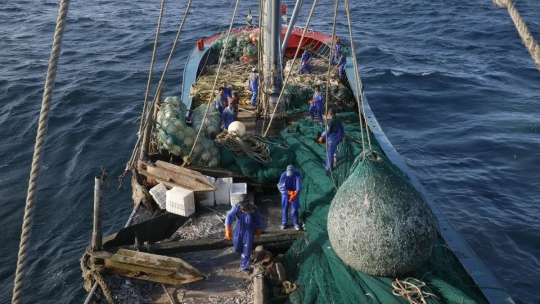 舟山带鱼是带鱼中的爱马仕,雷达网带鱼和普通带鱼有什么区别