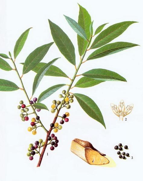 小儿哮喘中医治疗,小儿哮喘西医是怎么治疗的