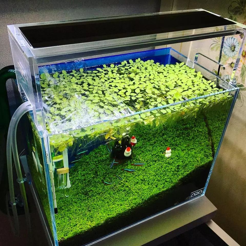 没有过滤的造景缸,没有造景的鱼缸好看吗