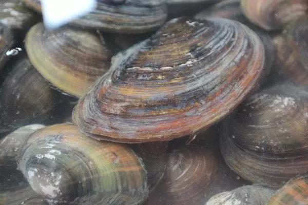 野生河蚌最好吃的做法,田螺河蚌的正确吃法