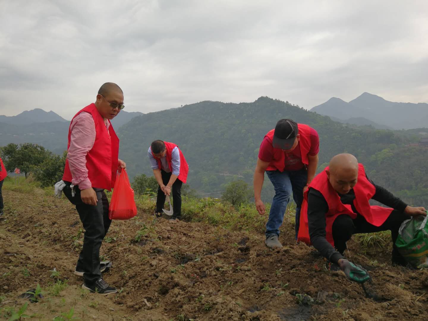 青田县贵岙兴村果园突击队再发动，套种巧促增收