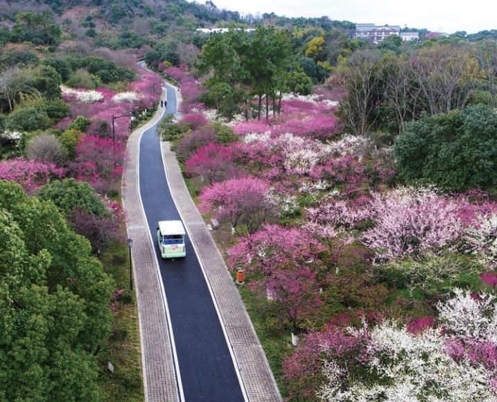 登高望远、饮茶赏花，一起去寻觅春的尾巴~