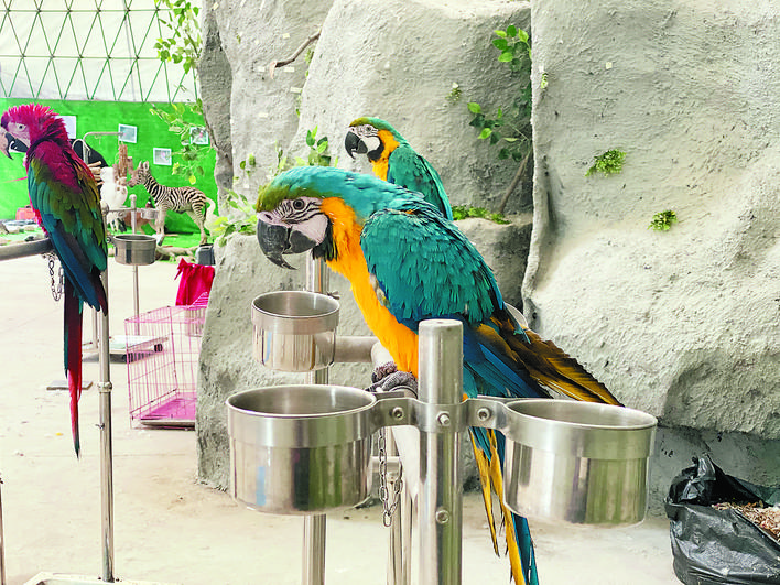 北京动物园怎么认养动物,动物园推犀牛