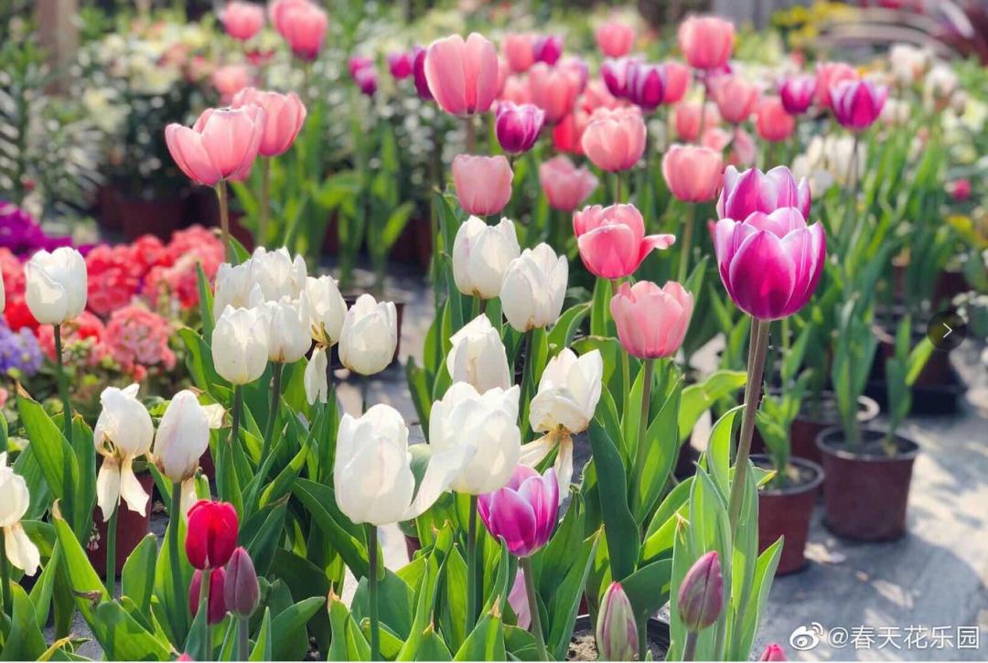 成都一日游打卡必备,成都网红打卡景点一日游