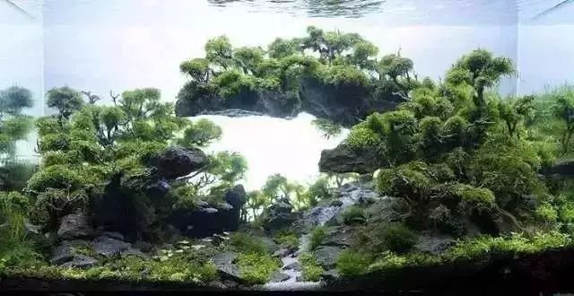 30缸一棵莫斯树造景,莫斯树和丹麦红玫瑰造景
