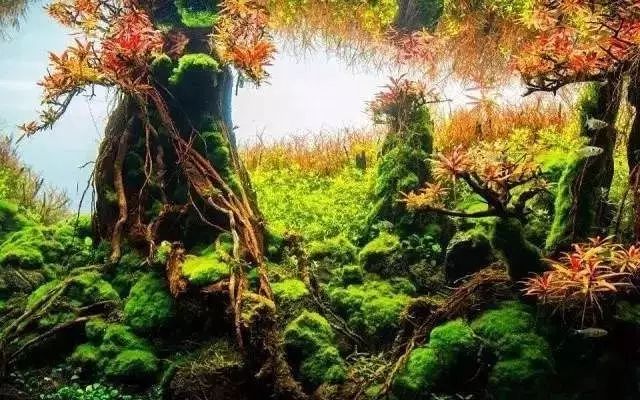 30缸一棵莫斯树造景,莫斯树和丹麦红玫瑰造景