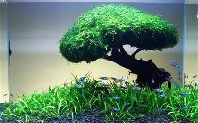 30缸一棵莫斯树造景,莫斯树和丹麦红玫瑰造景