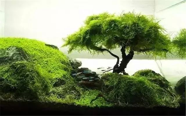 30缸一棵莫斯树造景,莫斯树和丹麦红玫瑰造景