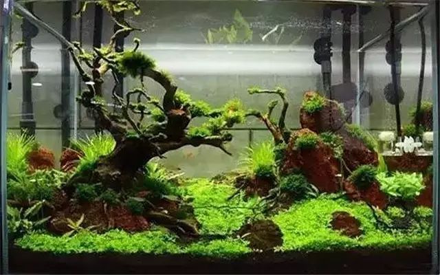 30缸一棵莫斯树造景,莫斯树和丹麦红玫瑰造景