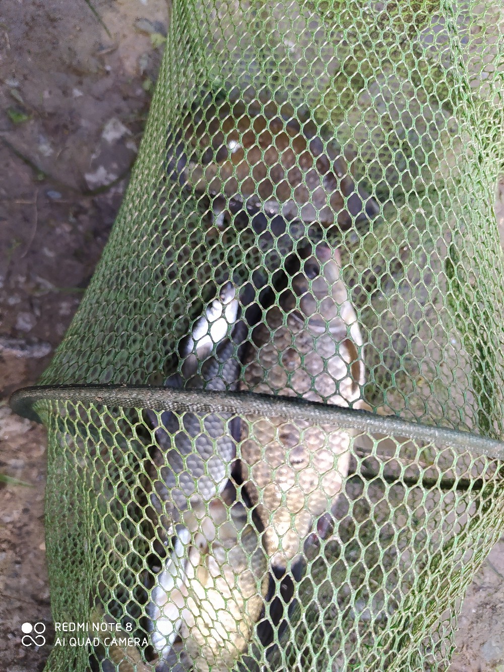 海竿串钩正确钓法视频,海竿串钩野钓最佳方法