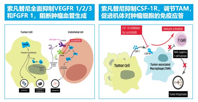AACR2020｜沈琳教授团队携索凡替尼联合特瑞普利单抗治疗晚期实体瘤Ⅰ期研究亮相国际舞台