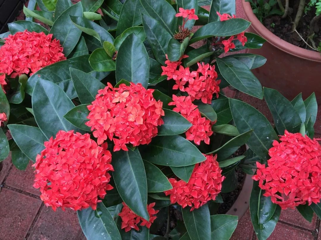 绿道科普展,绿道科普看初夏街头满目芳菲