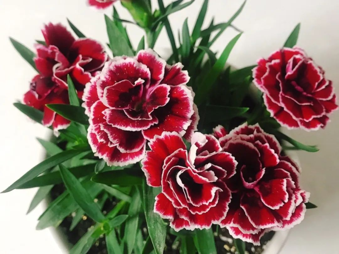 绿道科普展,绿道科普看初夏街头满目芳菲