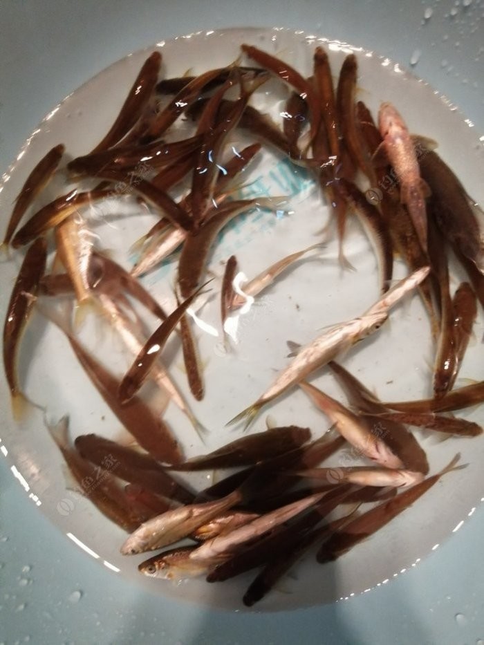 老钓友用什么钓鲫鱼,老钓友钓鱼技巧