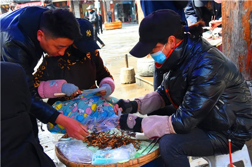 松潘古城虫草市场,四川虫草网上商城