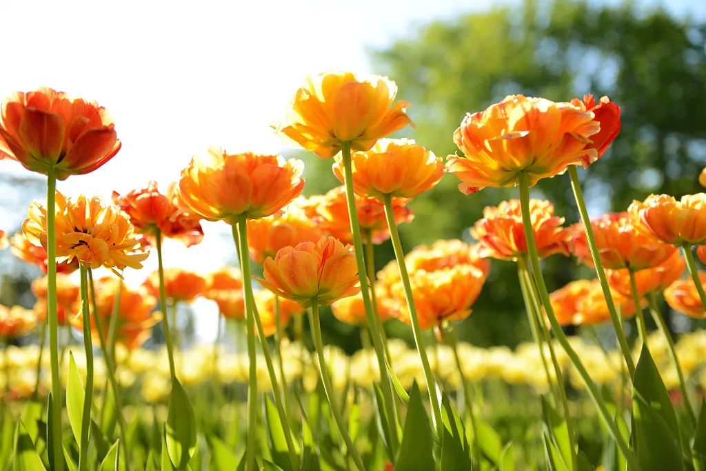 立夏节气英文介绍,二十四节气立夏英文表达