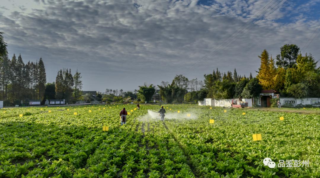 2022年彭州市政府办工作情况,2019年成都彭州市政府工作报告