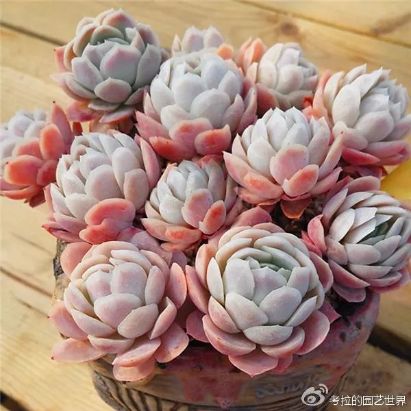 那些年被肉友爱过且脸盲过的月影系！你都有吗？