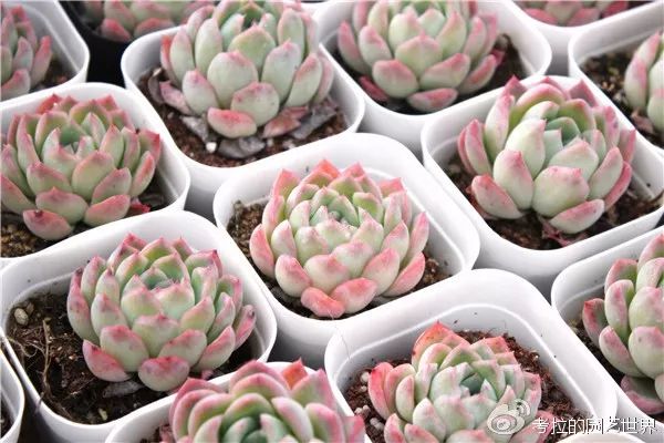 那些年被肉友爱过且脸盲过的月影系！你都有吗？