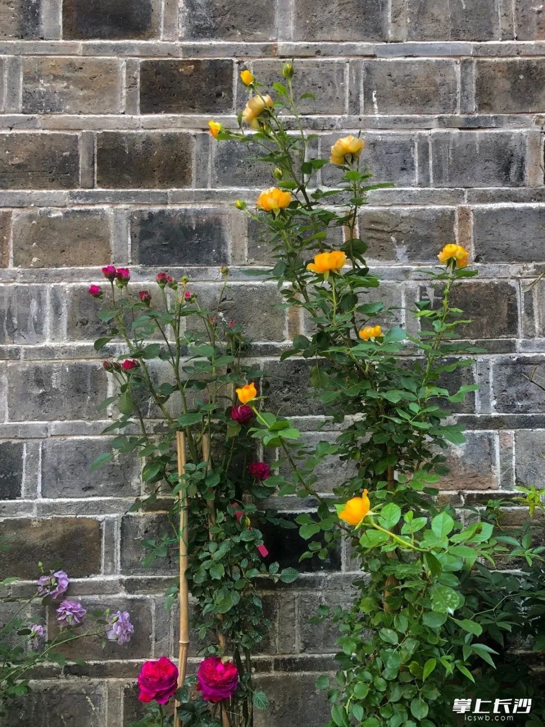 何立伟:收拾金瓯一片——开福老城区记游