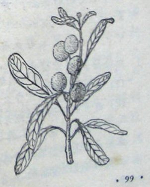 鑸屽皷涓婄殑璇枃缇庨,璇枃璇炬湰缇庨