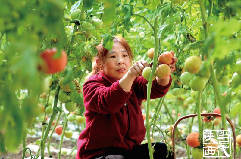 疫情之下菜篮子,疫情之下蔬菜种植