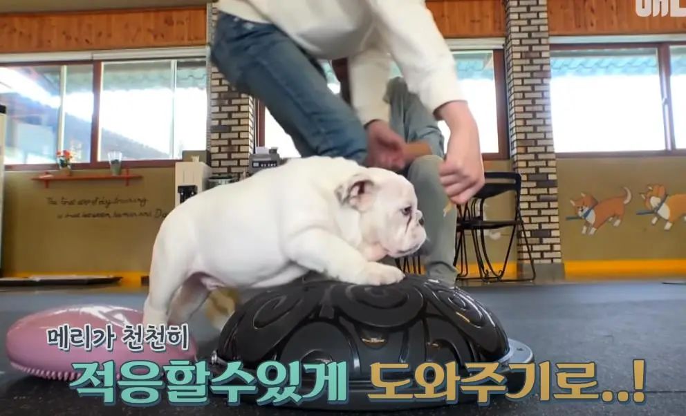 小奶狗怎么越吃越瘦是什么原因,小奶狗太瘦如何快速长胖