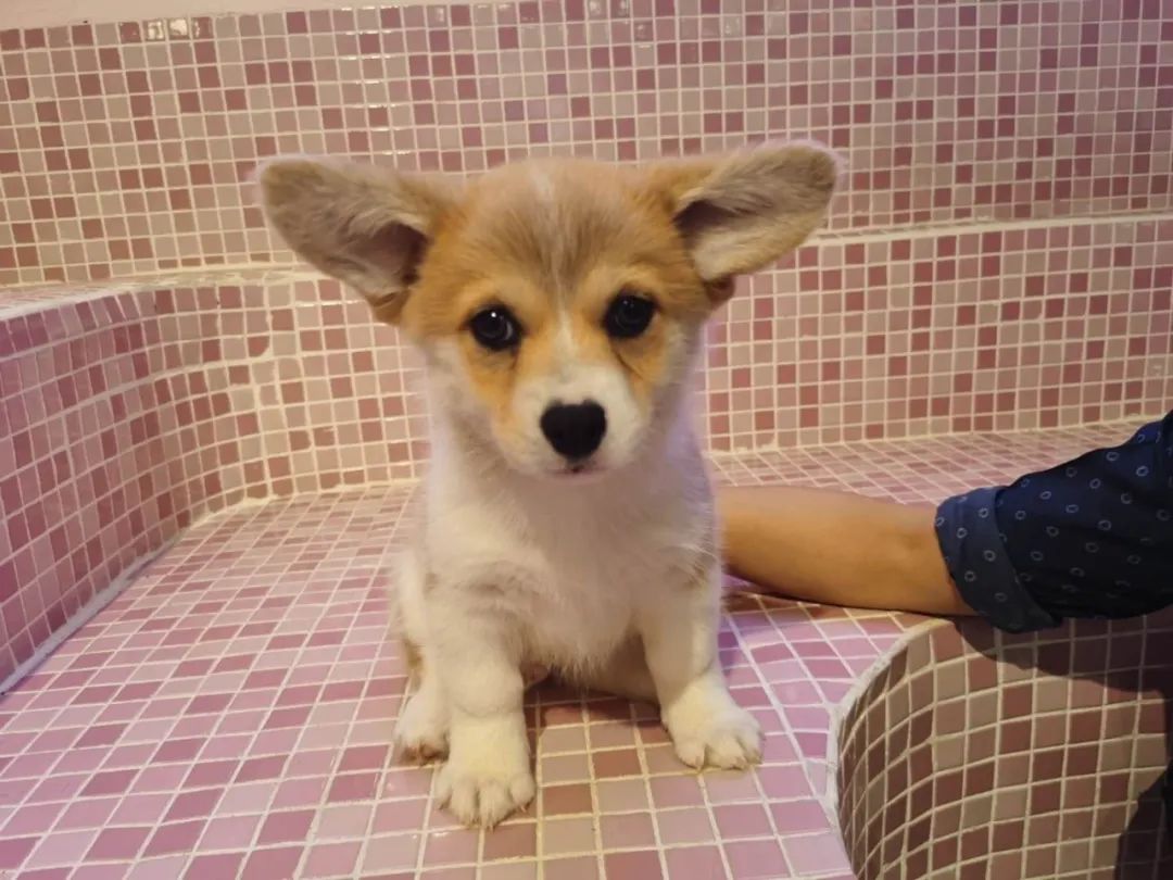 网友吸猫撸狗,吸猫撸狗的地方