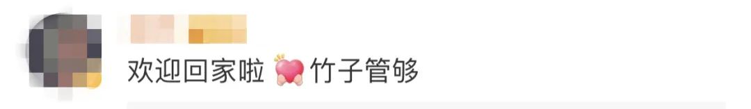 吃不到新鲜竹子的大熊猫提前回国,吃不到新鲜竹子