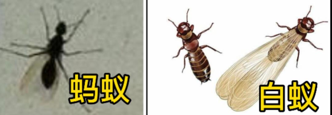 最近你家发现白蚁了吗？别慌，打3925716免费治