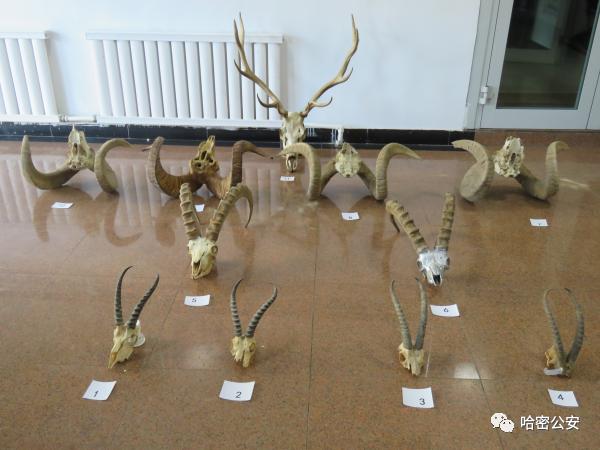 保护野生动物青海森林公安在行动,保护野生动物执法力度