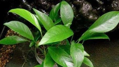 11个水产养殖的土办法,水溶肥的施肥方法和禁忌