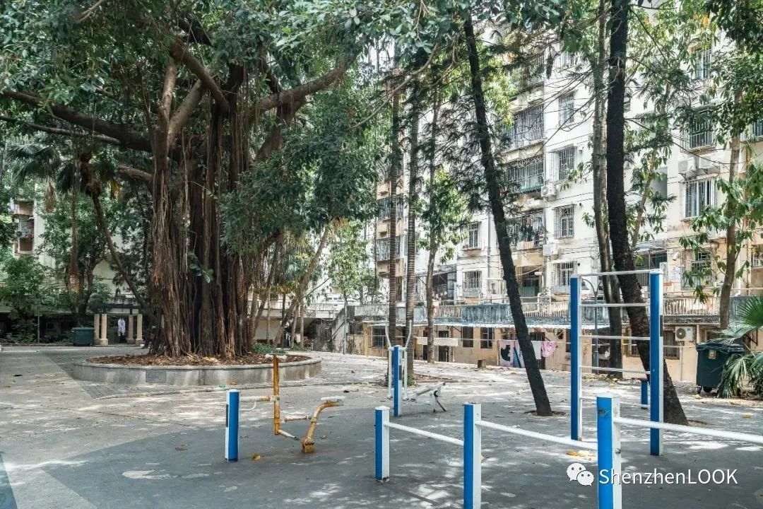 LOOK|这，就是园岭