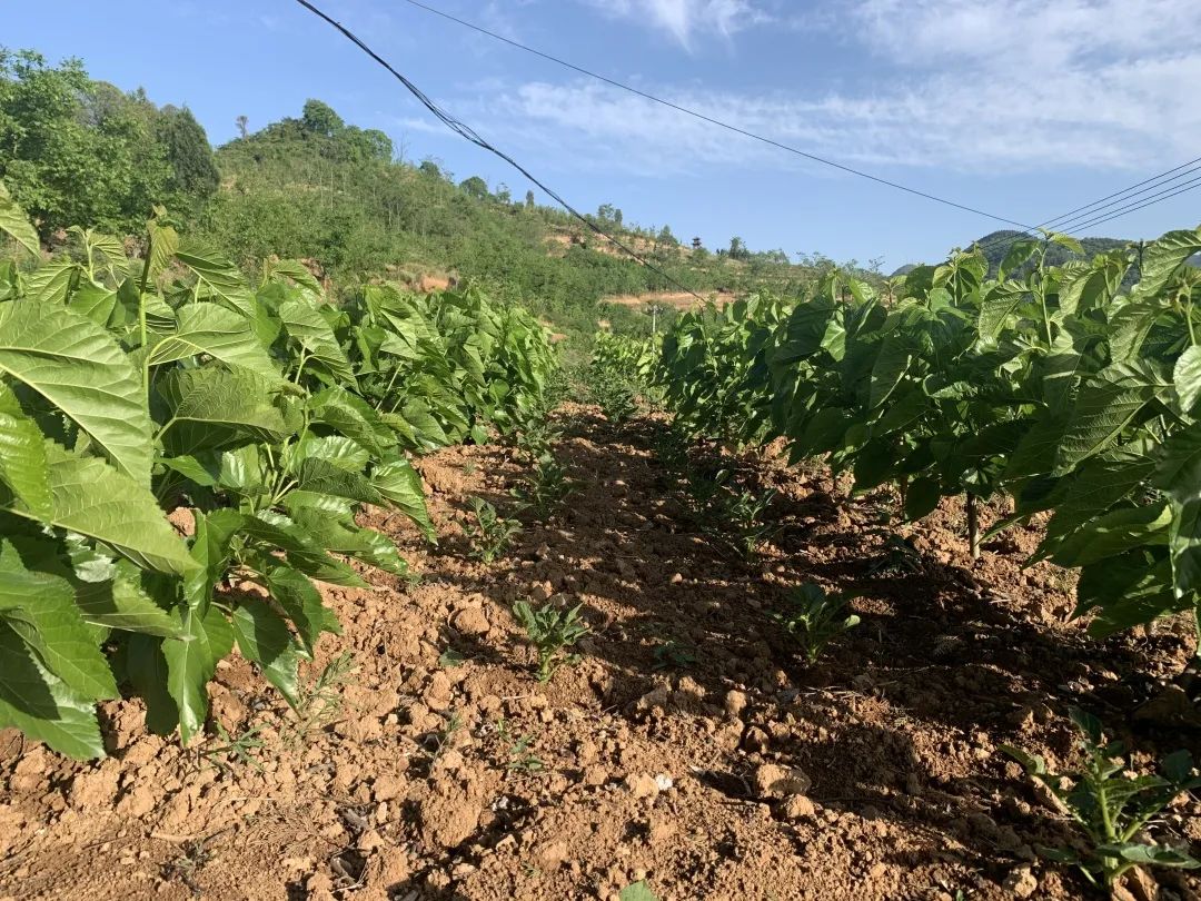 蚕宝宝怎么才能吐出金丝,蚕宝宝吐出透明色液体