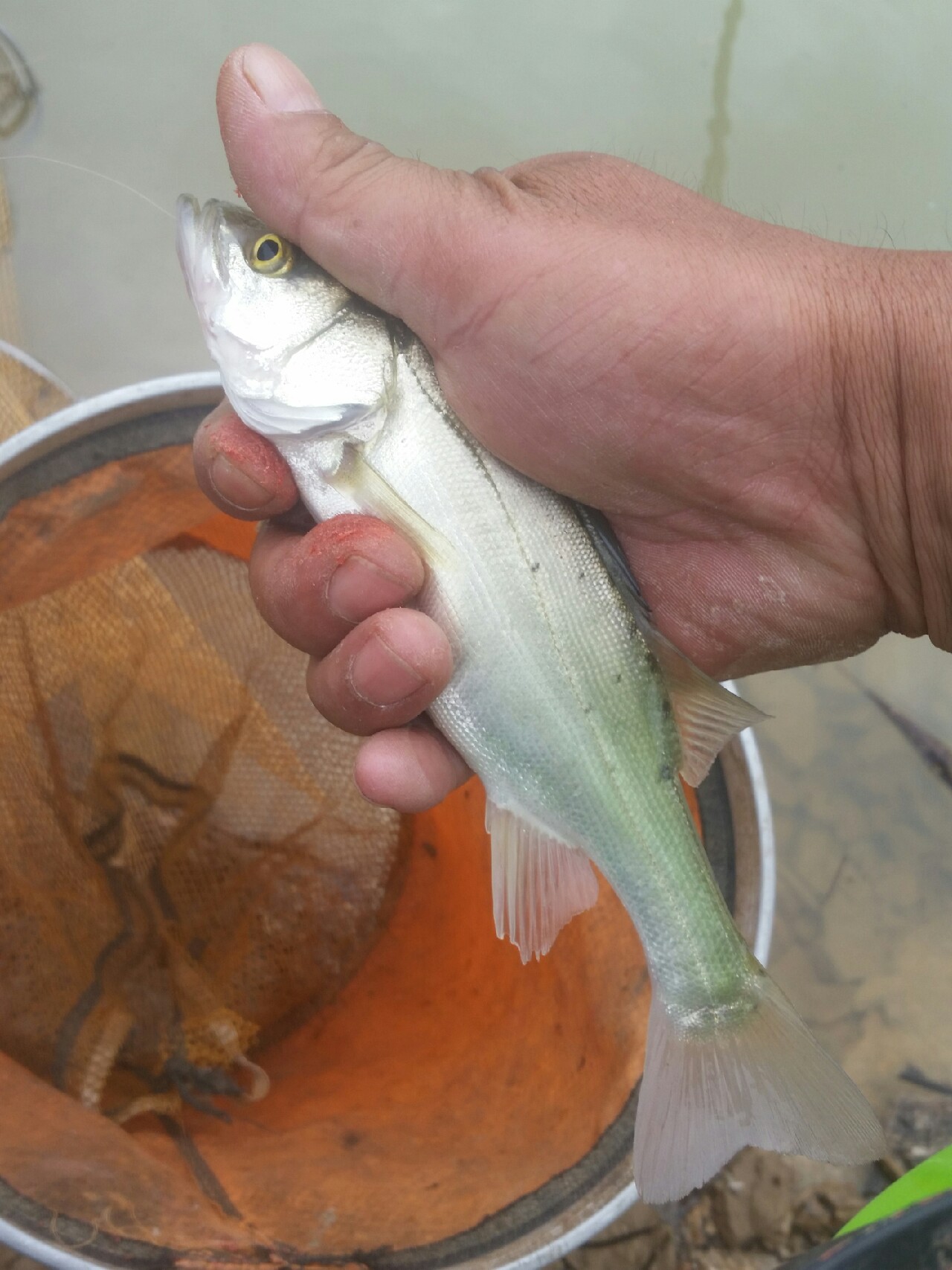 喜欢你！515狂拉不断！探钓永春红五一水库