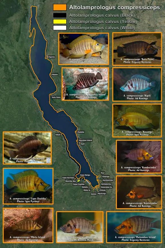 坦干喀伊湖纪录片全集,坦干伊喀湖图片