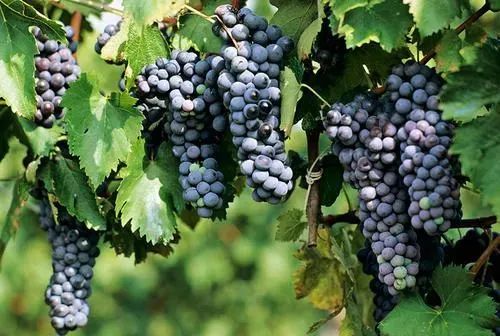 淄博景区半价,淄博3月底免费景点免费开放通知