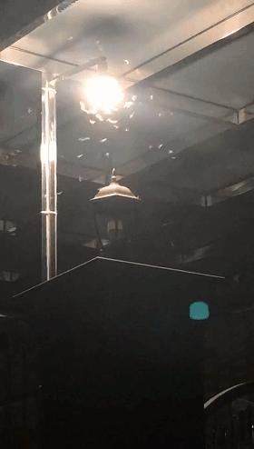 屋里白色小飞虫咬人,家里好多黑色的带壳小飞虫咬人吗