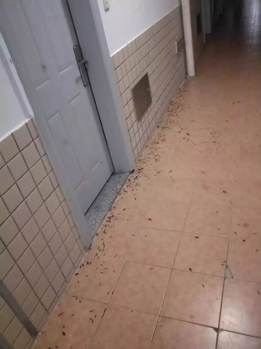 屋里白色小飞虫咬人,家里好多黑色的带壳小飞虫咬人吗