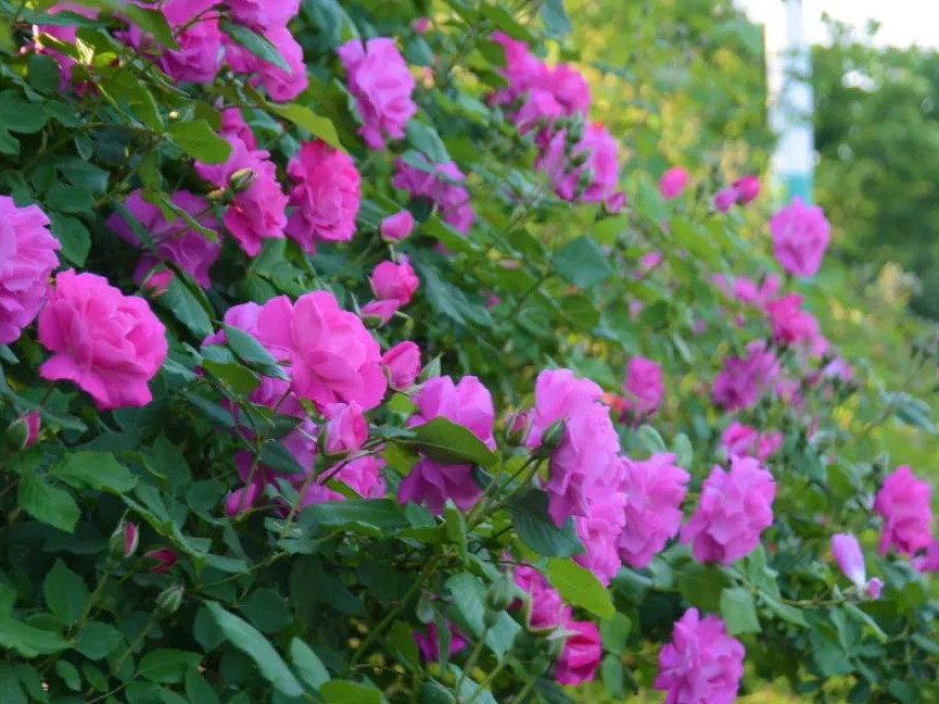 月季花开美的让人陶醉,青州市月季花节