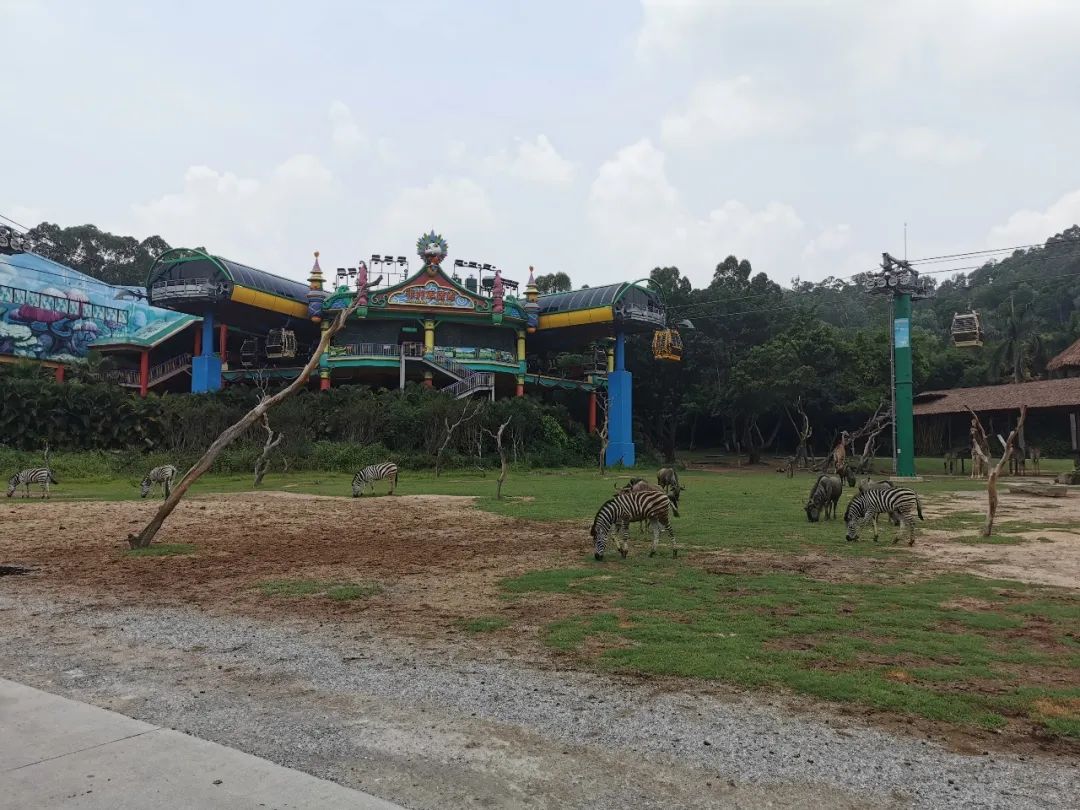 最新广州长隆野生动物园南门攻略,广州长隆动物园的白虎简介