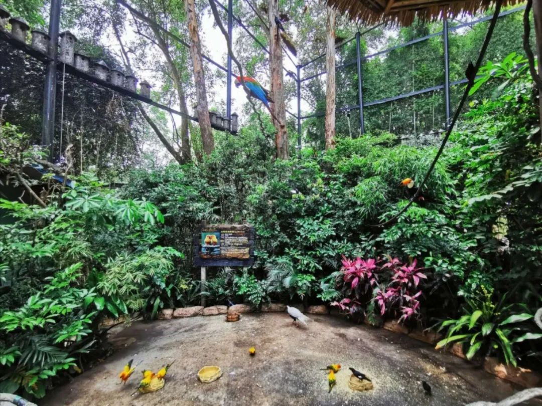 广州长隆野生动物世界何时建成,广州长隆野生动物园有白狮